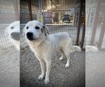 Small #8 Great Pyrenees Mix