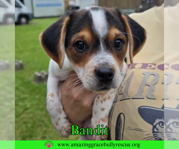 Medium Photo #8 Mutt Puppy For Sale in Pensacola, FL, USA
