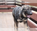 Small Photo #8 German Shepherd Dog Puppy For Sale in PINE MOUNTAIN CLUB, CA, USA