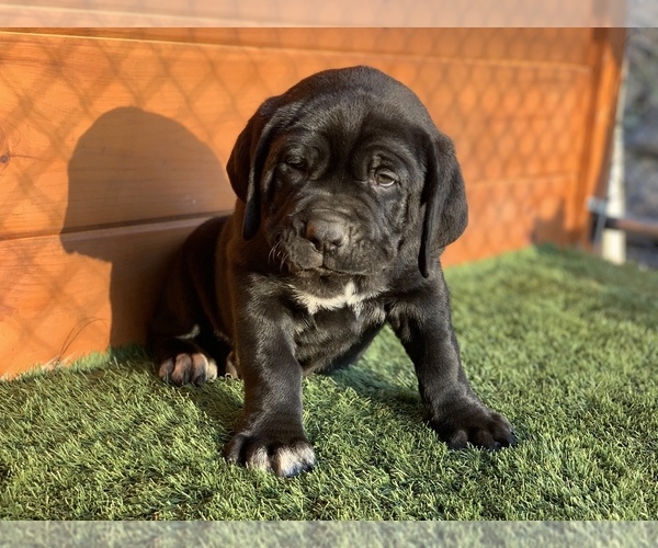 Medium Photo #5 Cane Corso Puppy For Sale in NARVON, PA, USA