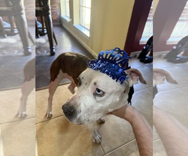 Medium Photo #18 Staffordshire Bull Terrier-Unknown Mix Puppy For Sale in The Woodlands, TX, USA