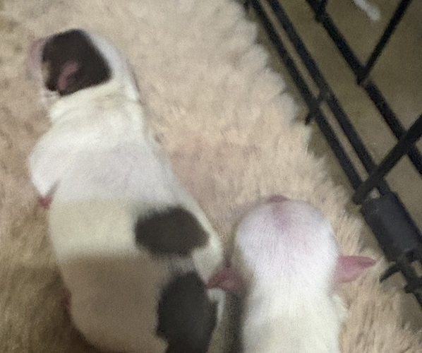 Medium Photo #1 Yorkshire Terrier Puppy For Sale in AMARILLO, TX, USA