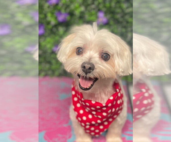 Medium Photo #1 Maltese Puppy For Sale in Lawrenceville, NJ, USA