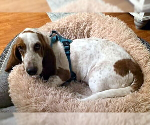Medium Photo #2 Basset Hound Puppy For Sale in Deepwater, NJ, USA