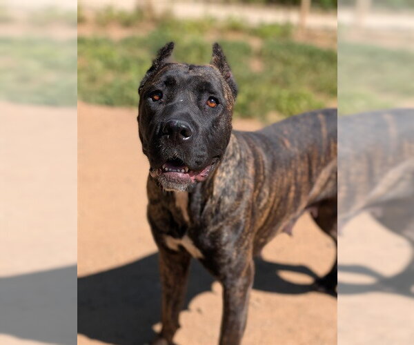 Medium Photo #1 Mutt Puppy For Sale in Sacramento, CA, USA