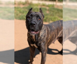 Mutt Dogs for adoption in Sacramento, CA, USA