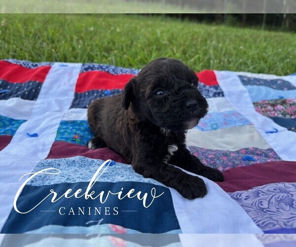 Medium Photo #2 Schnoodle (Miniature) Puppy For Sale in NIANGUA, MO, USA