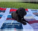 Small #1 Schnoodle (Miniature)