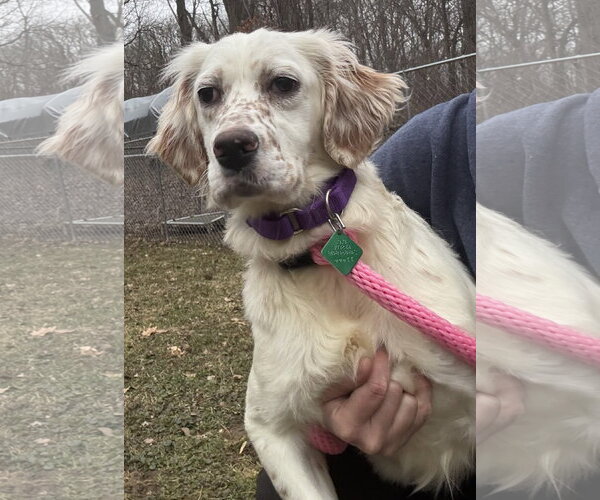 Medium Photo #2 English Setter-Unknown Mix Puppy For Sale in Clarkston, MI, USA