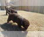Small #13 Labrador Retriever