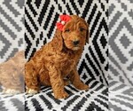 Small Photo #3 Irish Doodle Puppy For Sale in BAINBRIDGE, MD, USA