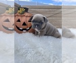 Puppy 1 French Bulldog