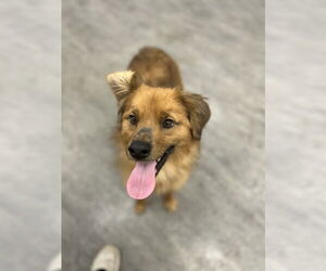 Australian Shepherd-Unknown Mix Dogs for adoption in Plainfield, IL, USA