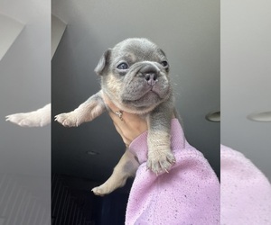 French Bulldog Puppy for sale in LOUISVILLE, KY, USA
