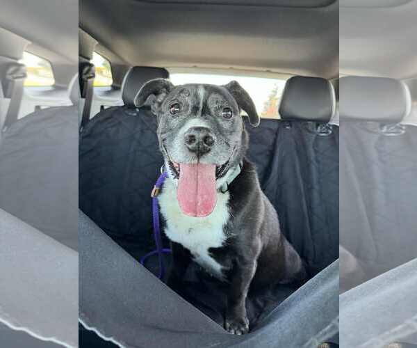 Medium Photo #8 Mutt Puppy For Sale in San Diego, CA, USA