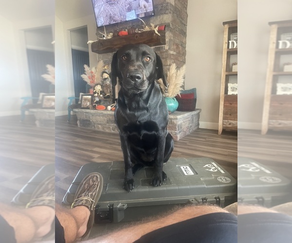 Medium Photo #1 Labrador Retriever Puppy For Sale in SHAWNEE, OK, USA