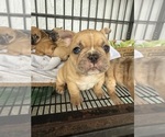 Small #8 French Bulldog