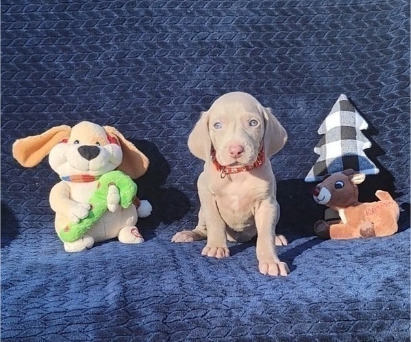 Medium Photo #34 Weimaraner Puppy For Sale in NEWCASTLE, OK, USA