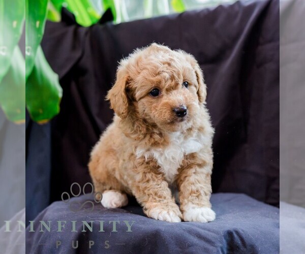 Medium Photo #1 Poodle (Toy)-Zuchon Mix Puppy For Sale in NEWVILLE, PA, USA