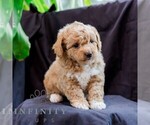 Small Poodle (Toy)-Zuchon Mix
