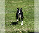 Small #9 Mutt