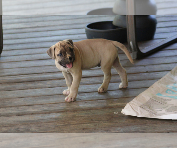 Medium Photo #24 American Bulldog Puppy For Sale in PARIS, TN, USA