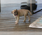 Small #23 American Bulldog