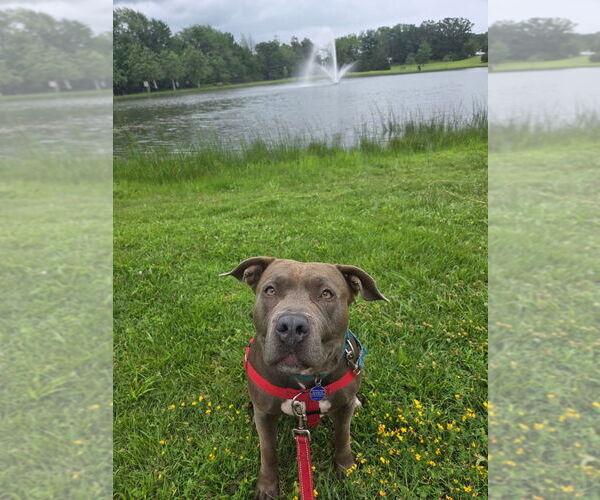 Medium Photo #52 American Staffordshire Terrier Puppy For Sale in Sayreville, NJ, NJ, USA
