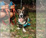 Small #1 Akita-Basset Hound Mix