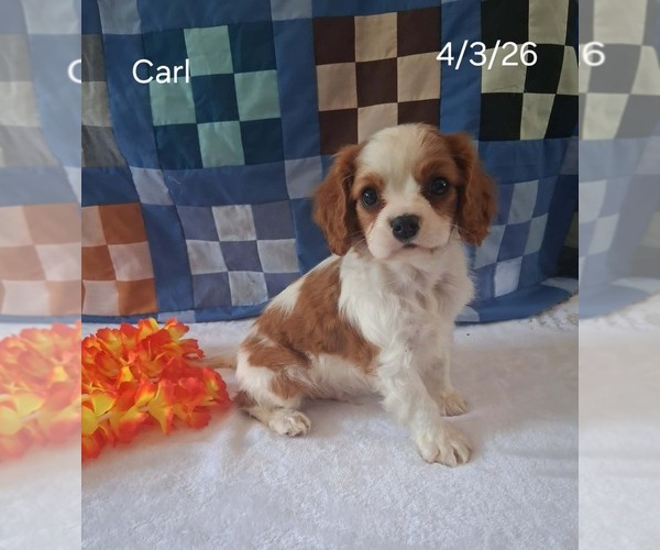 Medium Photo #3 Cavalier King Charles Spaniel Puppy For Sale in MOUNT PLEASANT, MI, USA