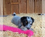 Small Photo #17 Australian Cattle Dog Puppy For Sale in CURRAN, MI, USA