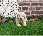 Small #3 English Cream Golden Retriever