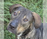 Small #1 German Shepherd Dog-Vizsla Mix