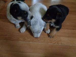 Australian Cattle Dog-Belgian Sheepdog Mix Puppy for sale in PRIEST RIVER, ID, USA