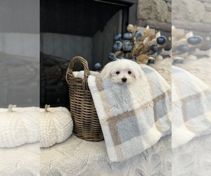 Maltese Puppy for sale in EASLEY, SC, USA