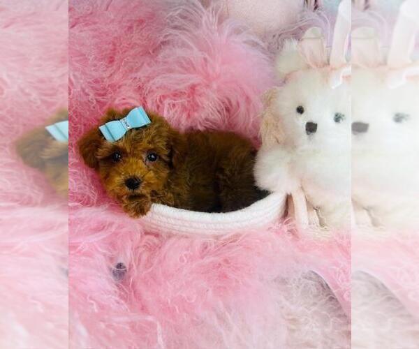 Medium Photo #23 Poodle (Toy) Puppy For Sale in BOSTON, MA, USA