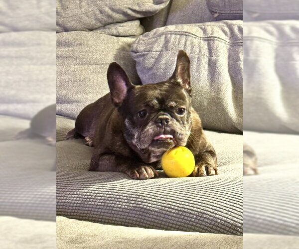Medium Photo #1 French Bulldog Puppy For Sale in St. Louis Park, MN, USA