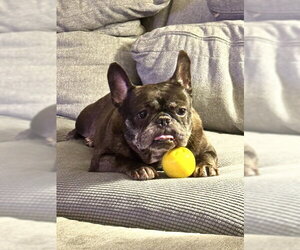 French Bulldog Dogs for adoption in St. Louis Park, MN, USA
