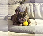 Small French Bulldog