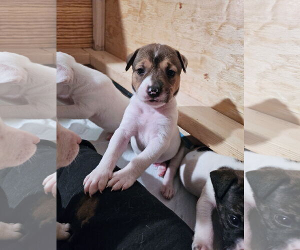 Medium Photo #1 Labrador Retriever-Unknown Mix Puppy For Sale in Rockaway, NJ, USA