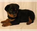 Puppy 1 Rottweiler
