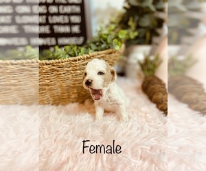Goldendoodle (Miniature) Puppy for sale in STOUTLAND, MO, USA