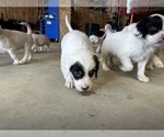 Small Photo #20 Llewellin Setter Puppy For Sale in BASCO, IL, USA