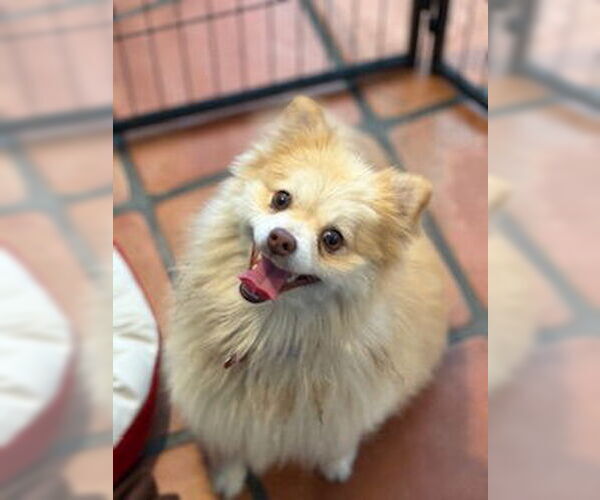 Medium Photo #6 Pomeranian Puppy For Sale in San Diego, CA, USA