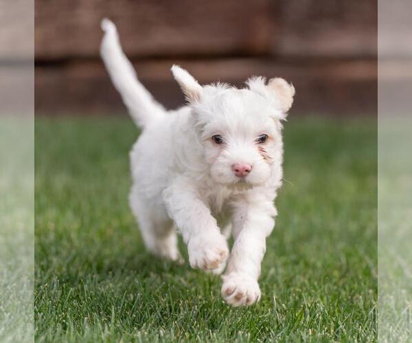 Medium Photo #6 Maltipoo (Miniature) Puppy For Sale in San Diego, CA, USA