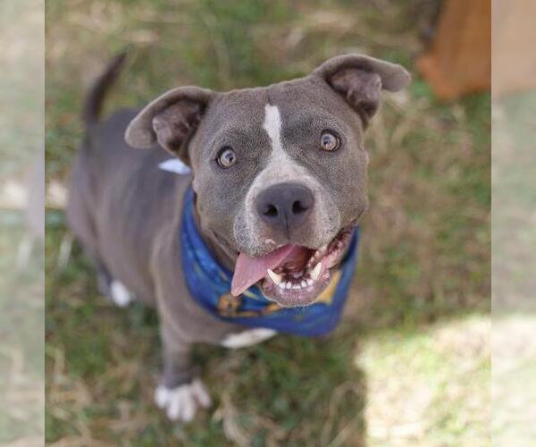 Medium Photo #1 American Staffordshire Terrier Puppy For Sale in San Antonio, TX, USA