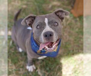 American Staffordshire Terrier Dogs for adoption in San Antonio, TX, USA