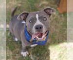 Small American Staffordshire Terrier