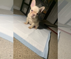 French Bulldog Puppy for sale in WINSTON SALEM, NC, USA