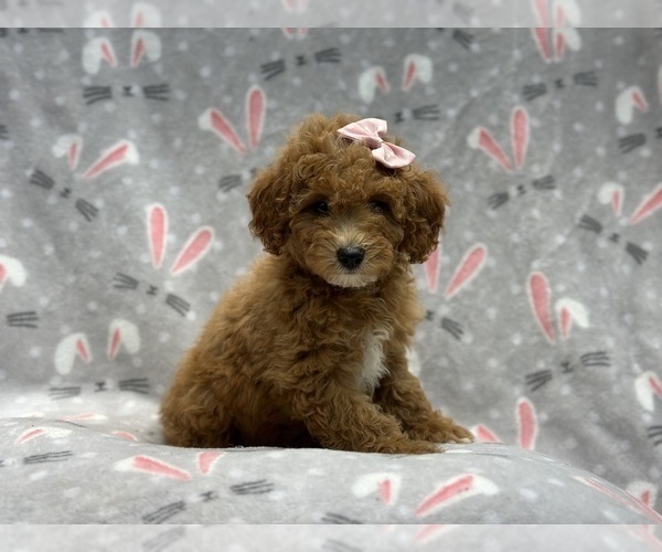 Medium Photo #6 Goldendoodle (Miniature) Puppy For Sale in LAKELAND, FL, USA